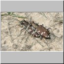 Cicindela hybrida - Duenen-Sandlaufkaefer 04 Sandgrube Niedringhaussee.jpg